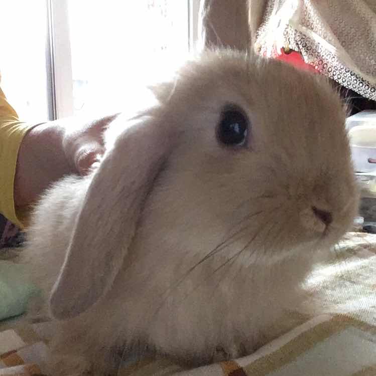 球萱