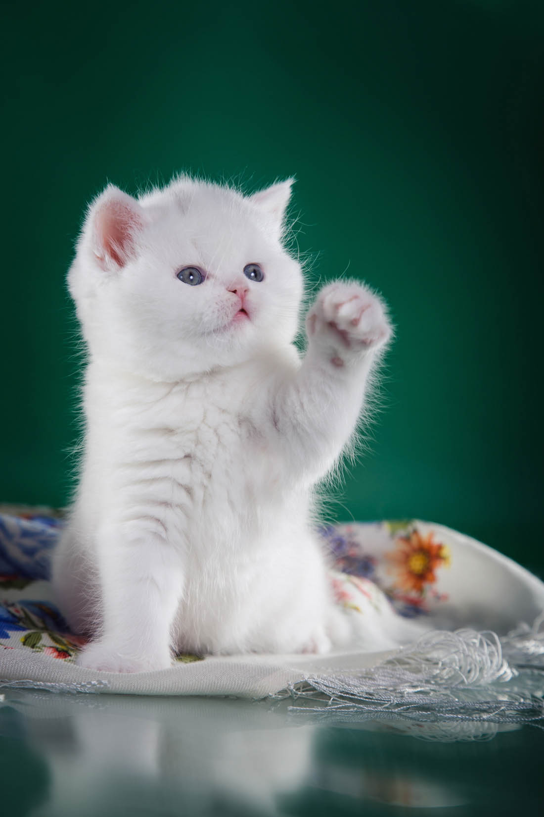白猫图片最萌图片