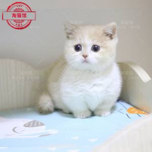 杨思萱