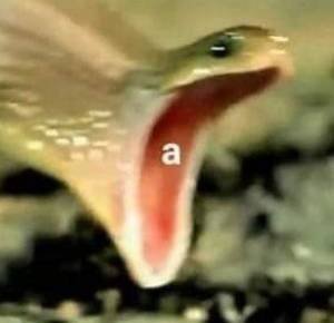 ah
